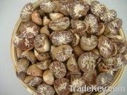 Quality Dried whole betel nuts