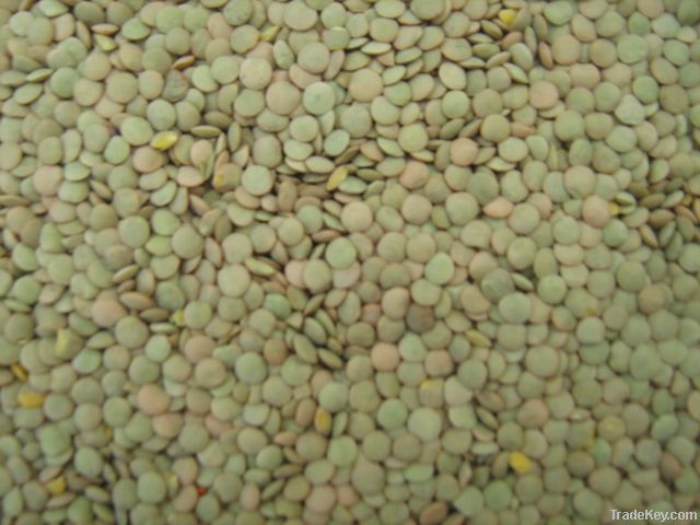 Quality Green lentils