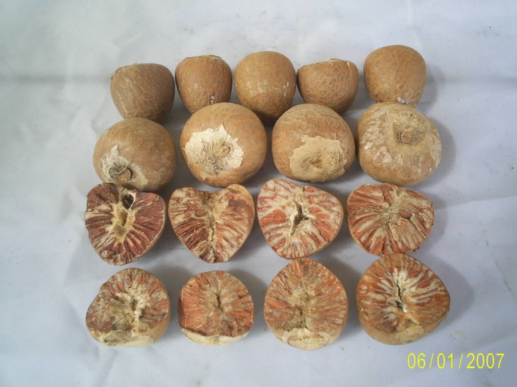 Quality Betel Nuts, Betel Nuts in Shells, Betel Nuts  Whole Dried 70% - 75%