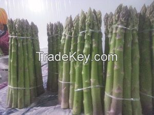 fresh green asparagus