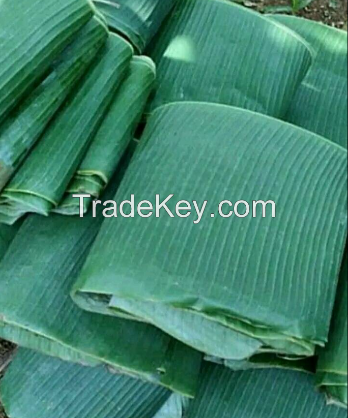 Banana Leaves