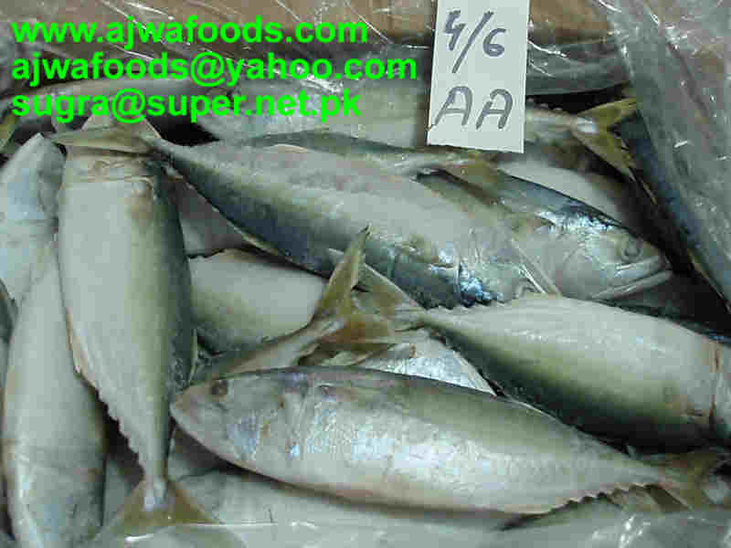 Indian Mackerel