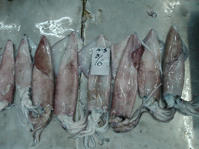 Loligo Squid