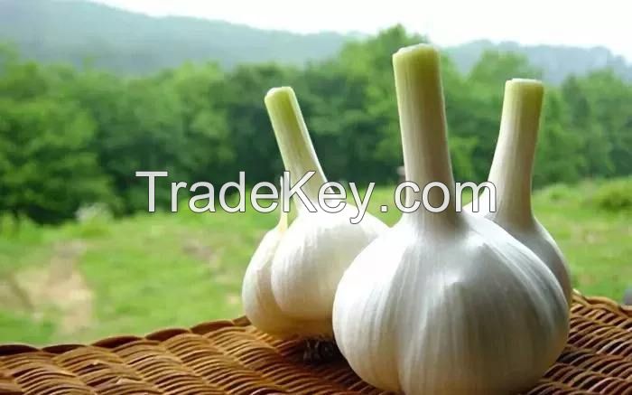 Electric garlic processing equipment / concave garlic root cutting machine / garlic leaf and root cutter
