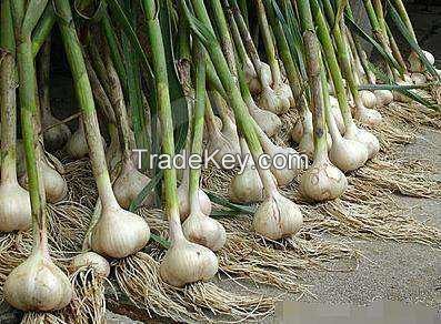 Electric garlic processing equipment / concave garlic root cutting machine / garlic leaf and root cutter