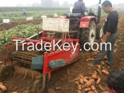 Harvested garlic binding machine mini walk behind tractor single row potato harvester with great price