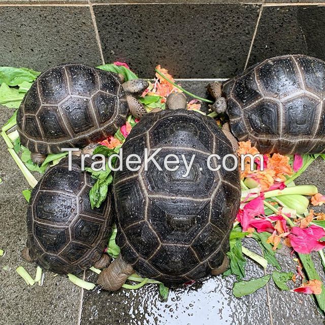 Aldabra giant tortoise and Galapagos tortoise feed