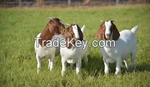 Boer Goat /Saanen Goat / Nubian Goat /Dwarf goat 