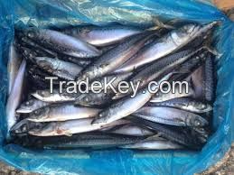 Parcific Mackerel