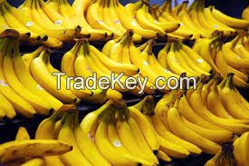 CAVENDISH BANANAS