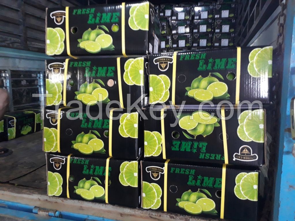 Fresh Seedless Lime from Vietnam