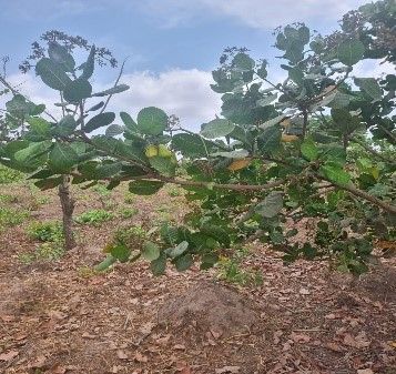 Raw Cashew nuts