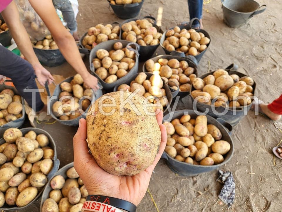 Fresh Potato, Gold Potato, Red Potato ,sweet Potato