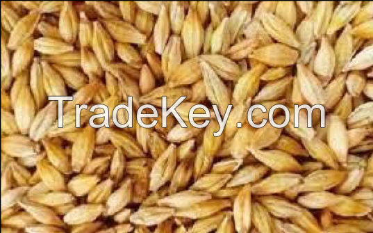 Feed barley