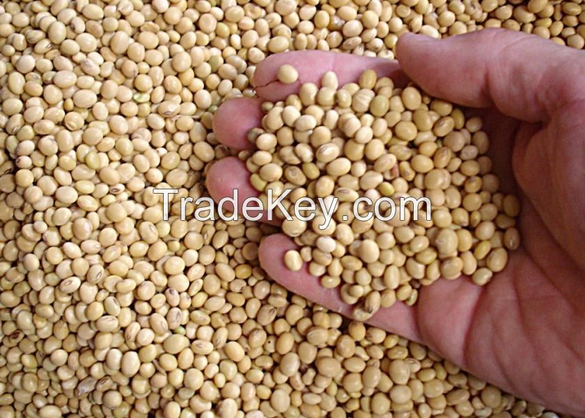 Wholesale export Non- GMO Yellow Soybean Seeds 