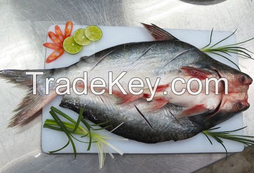 Pangasius butterfly