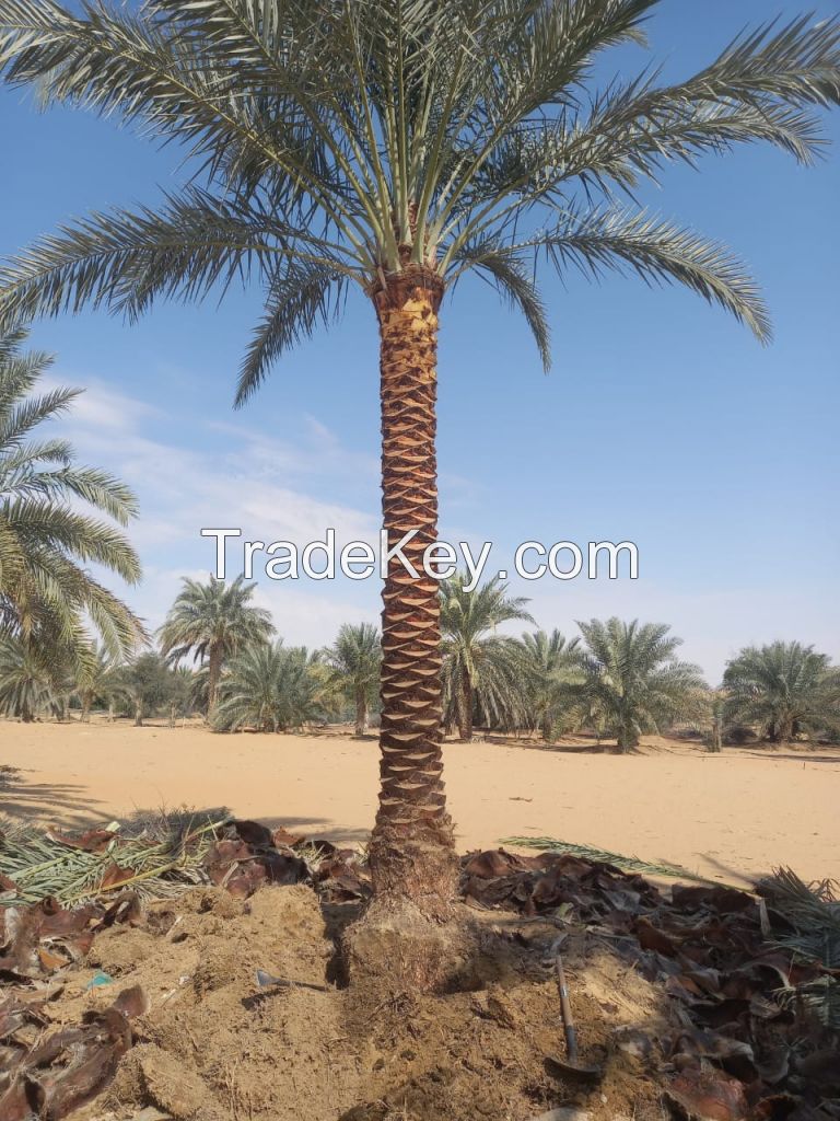 DATE PALM TREES FOR SALE