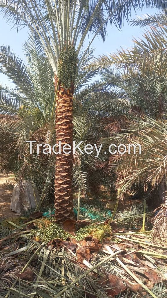 DATE PALM TREES FOR SALE