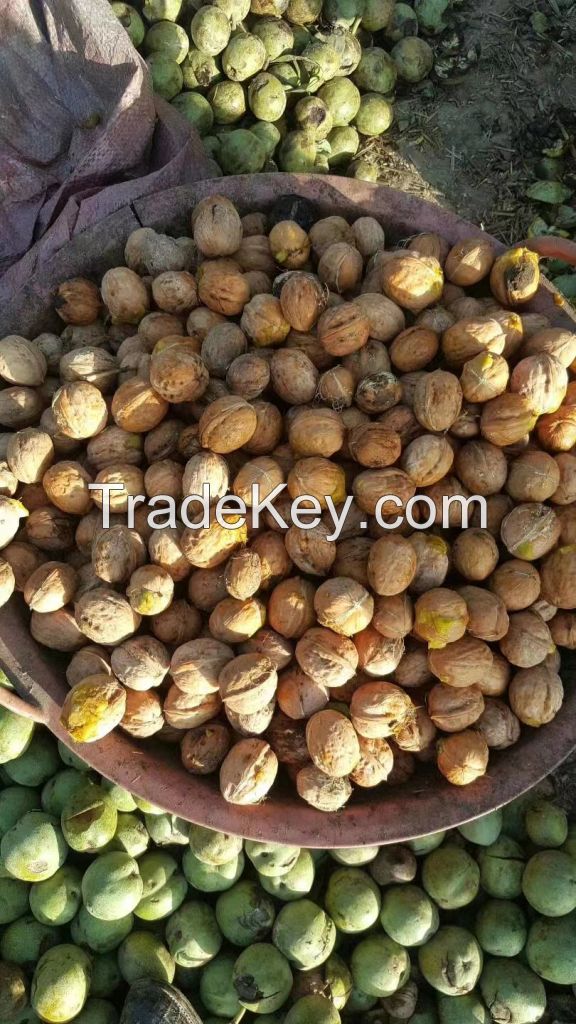 Walnut  Walnut Kernels