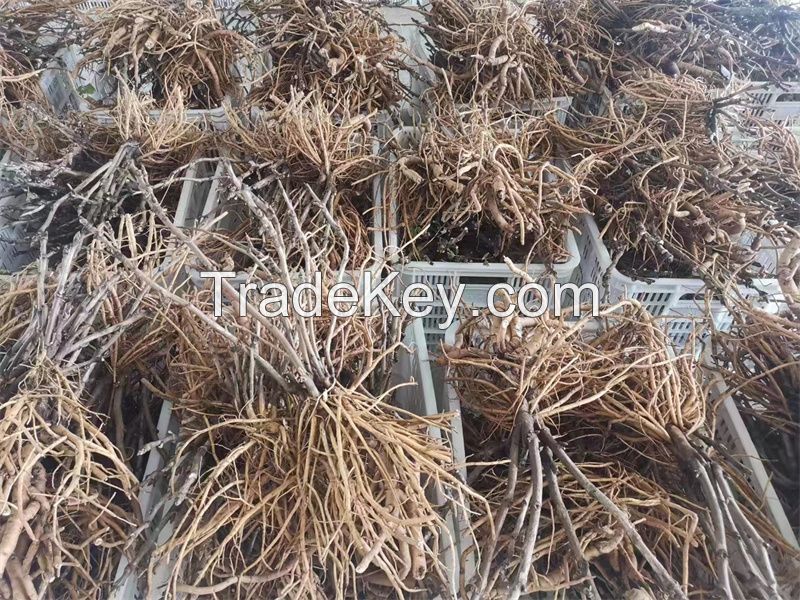 China tree poeny bare roots supplier