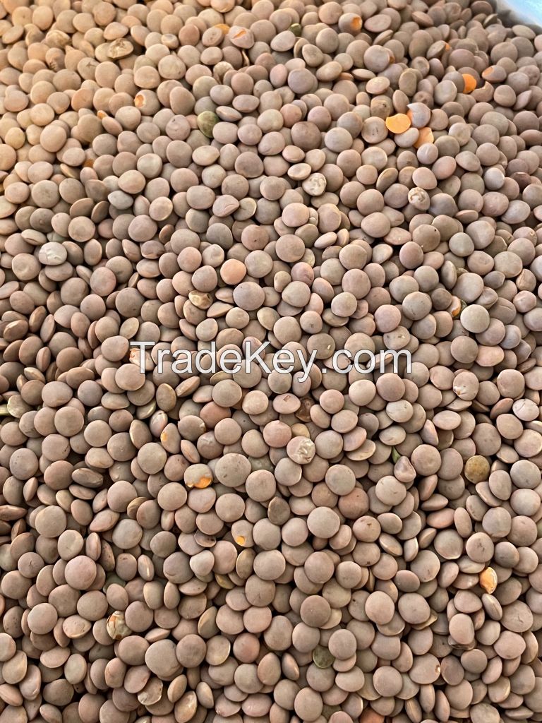 Crimson Whole Red Lentil