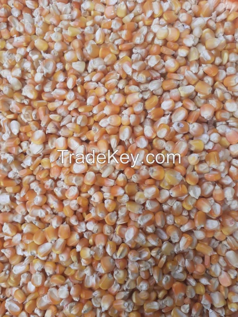 NON GMO Yellow corn for animal feed