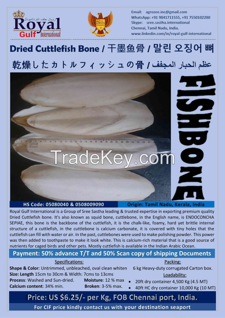 Cuttlefish Bone