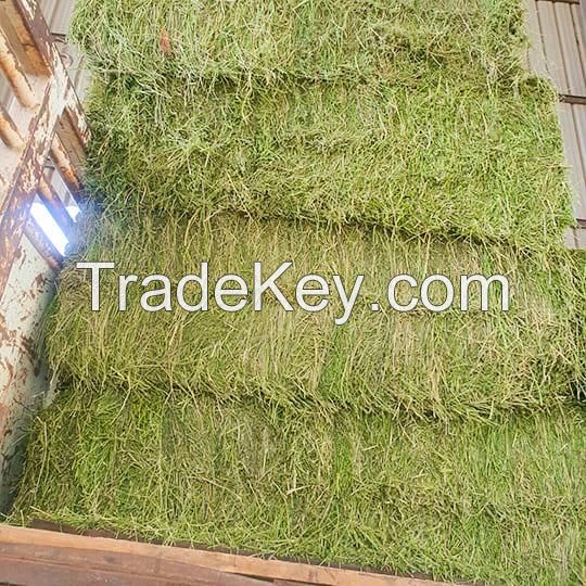 Premium Quality Alfalfa Hay Exporters, Suppliers & Processor from Pakistan