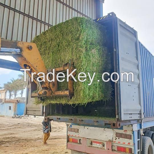 Premium Quality Alfalfa Hay Exporters, Suppliers & Processor from Pakistan