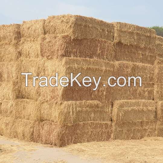 Top Quality Peanut Straw Exporters For Cattle Forage From Pakistan