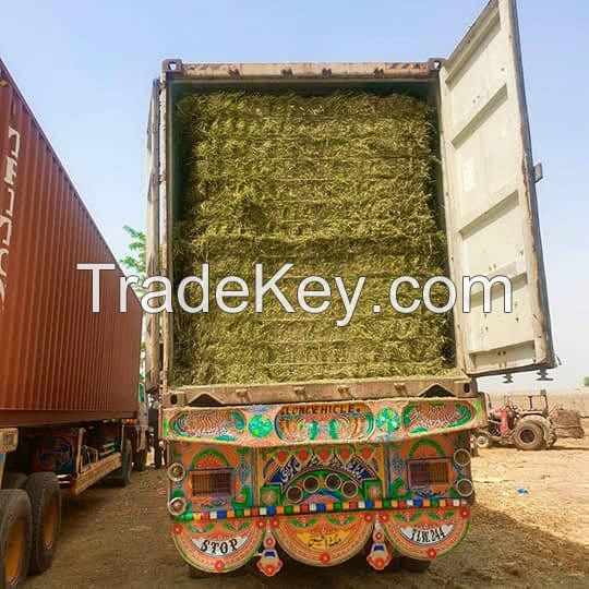 Pakistan Rhodes Grass Exporters & Suppliers Direct from Pak Arab International