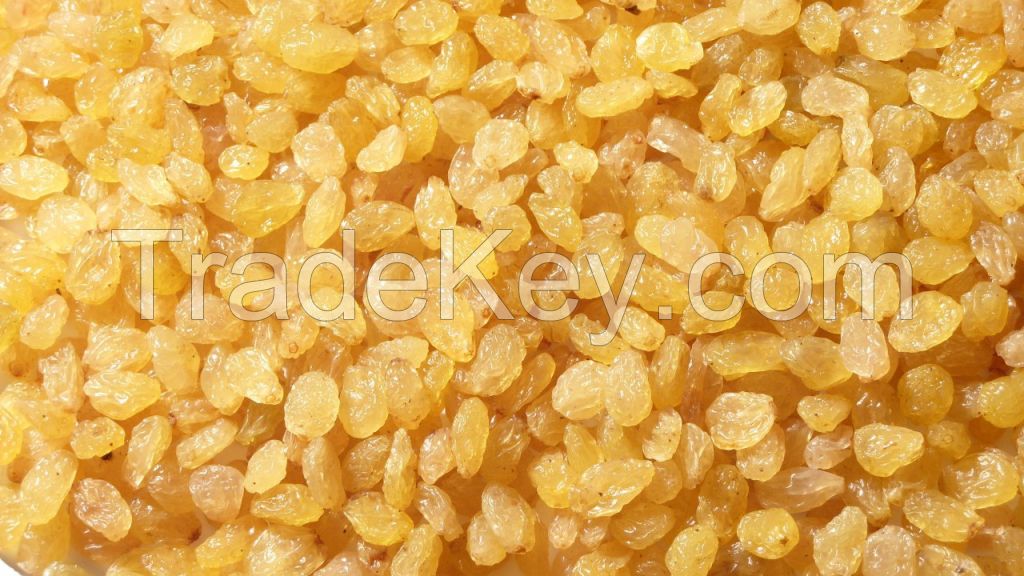 golden sultana raisin