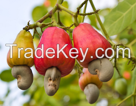 Cashew Nut/fruit