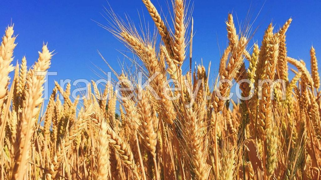 soft and durum wheat