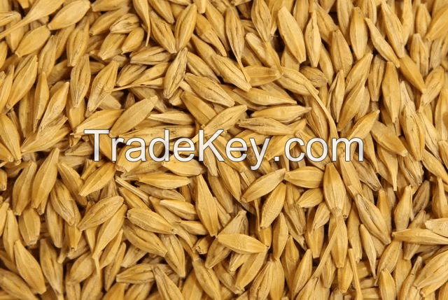 barley