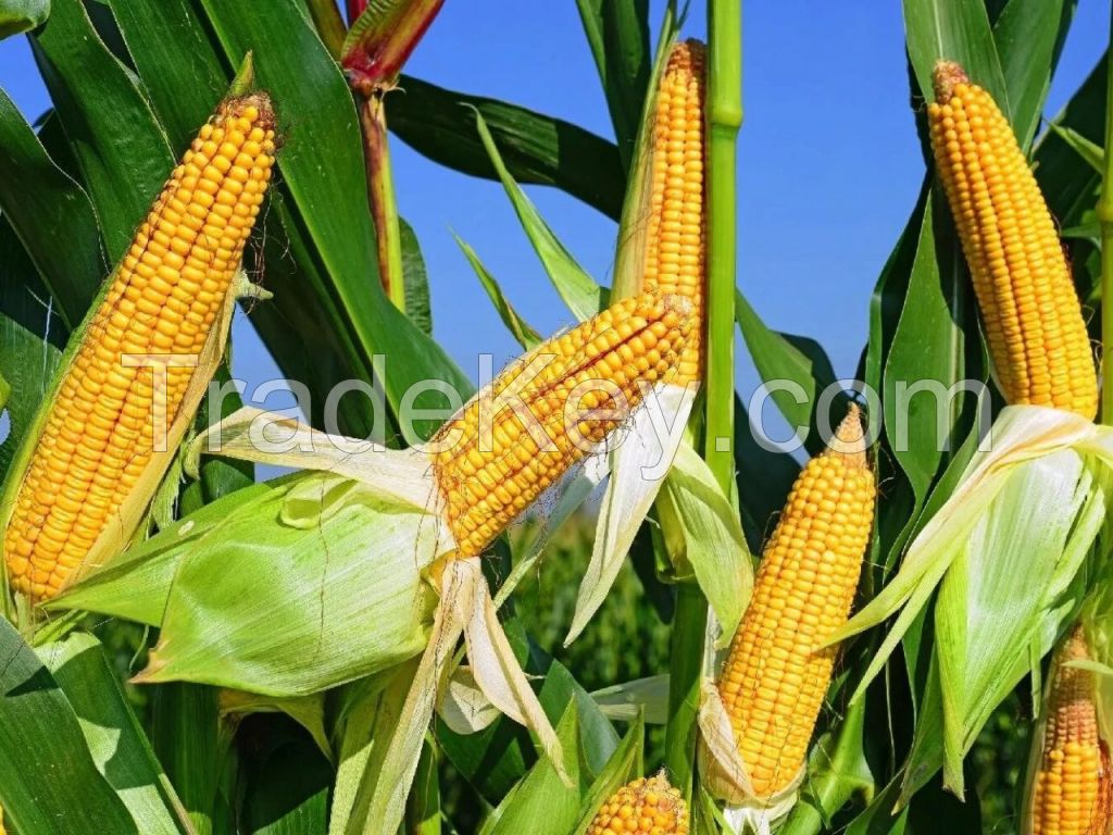 corn