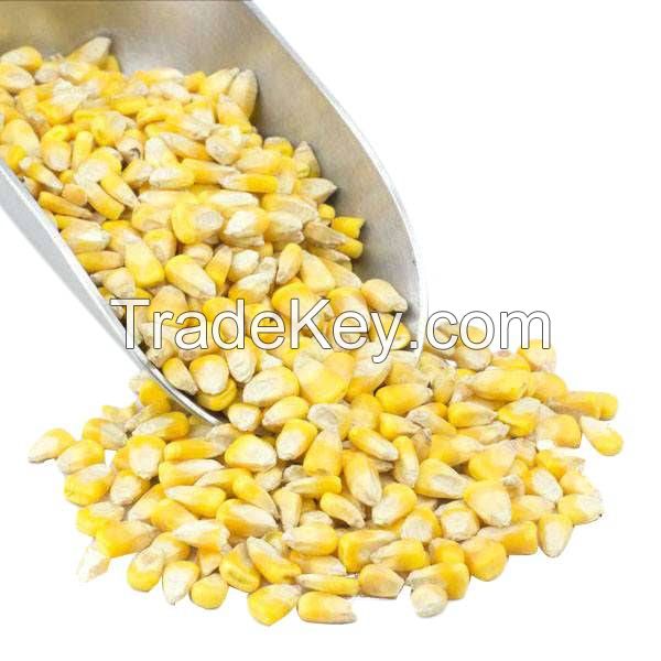 Wholesale Best Quality Dry Non GMO Yellow Maize In Cheap Price Dried Corn