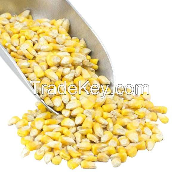 Wholesale Best Quality Dry Non Gmo Yellow Maize In Cheap Price Dried Corn