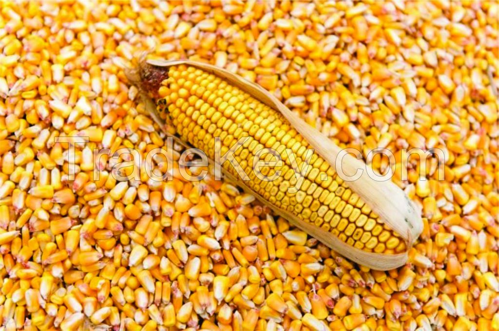 GMO Yellow Maize Corn  best quality