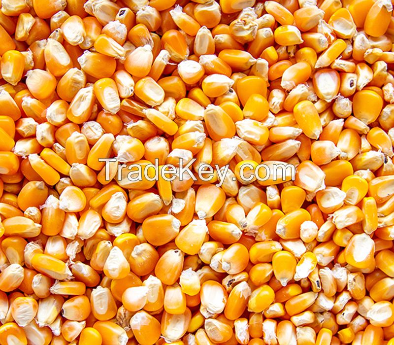 New Crop Non Gmo Yellow Corn Maize For Human And Animal Feed Grade Consumption Top Selling Good Quality Natural Yellow Corn