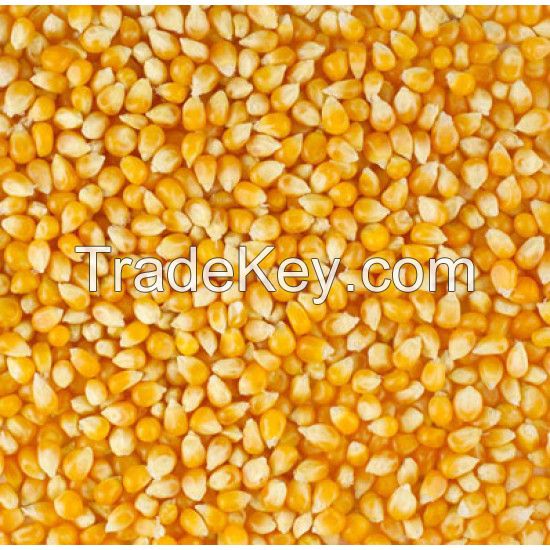100% Yellow Dried Maize At Wholesale Price GRADE 1 Non GMO White and Yellow Corn/Maize