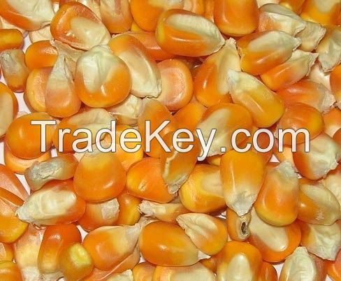 To great Non GMO White and Yellow Corn/Maize for export