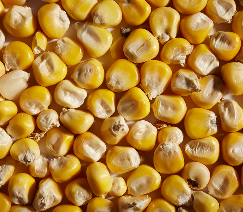 Best Grade Top Quality Dried Yellow Corn 100% Yellow Dried Maize At Wholesale Price