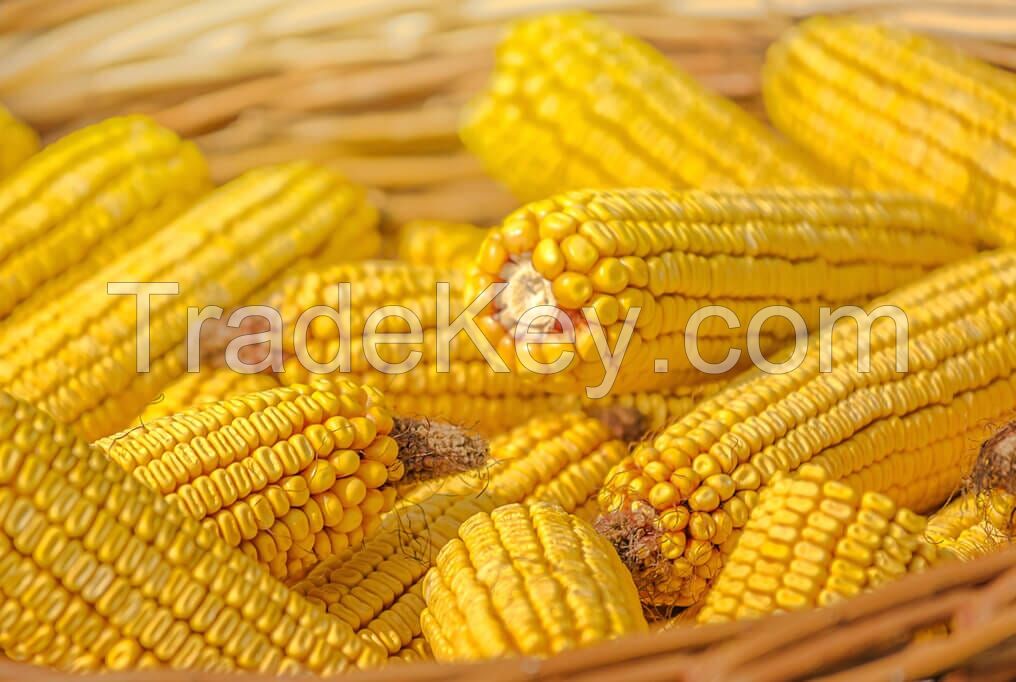 Yellow Corn , Yellow Maize , Non GMO Yellow Corn