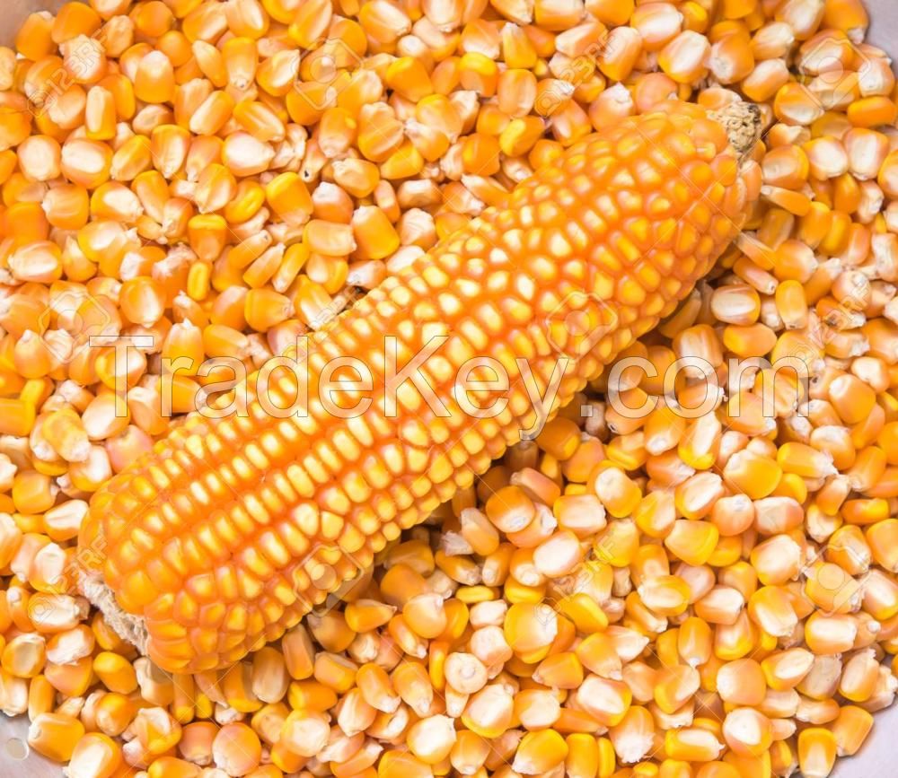 Top Selling Non GMO Yellow Maize Corn/ Yellow Corn & White Corn/Air Dried Yellow Maize