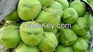 Tender Coconut, Semi Husked Coconut