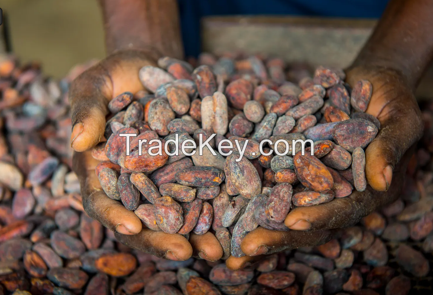 Cocoa Beans