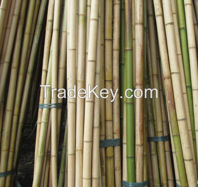 Bamboo Pole For Planting And Construction