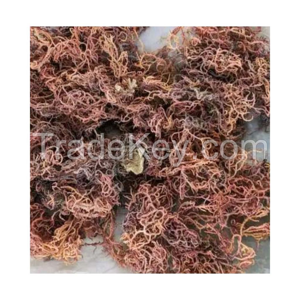 Eucheuma Cottonii Sea Moss