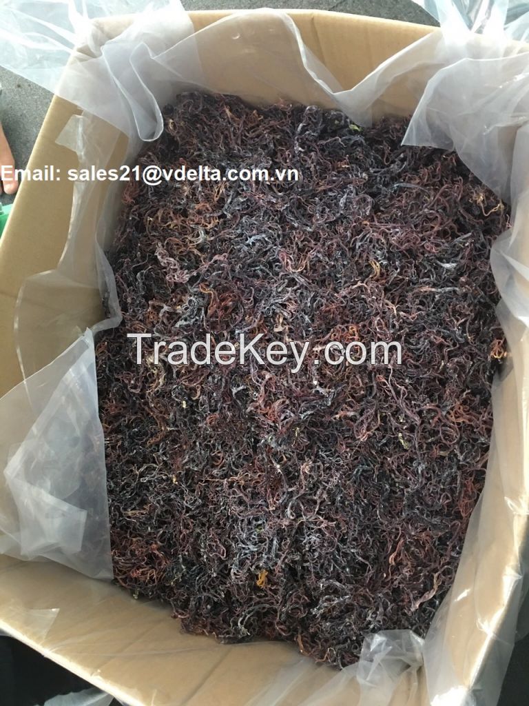 Dried Sea moss / Irish sea moss from ocean Vietnam / Lima +84 346565938 (whatsapp)
